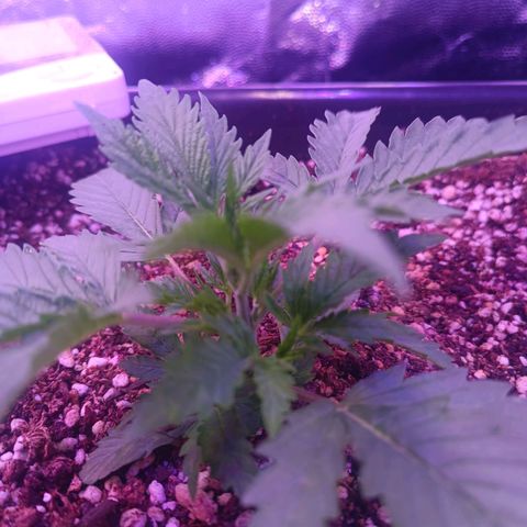 Auto Wembley #2 growlog timeline photo