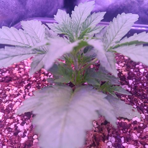 Auto Wembley #1 growlog timeline photo