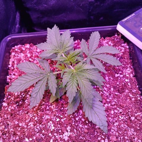 Auto Wembley #1 growlog timeline photo