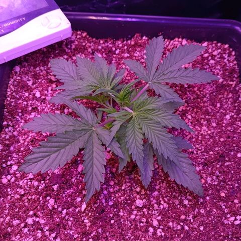 Auto Wembley #2 growlog timeline photo