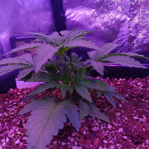 Auto Wembley #1 growlog timeline photo