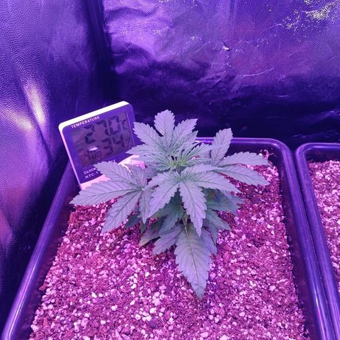 Auto Wembley #1 growlog timeline photo
