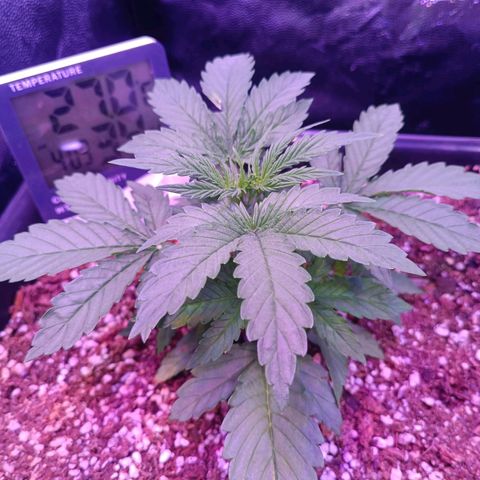 Auto Wembley #1 growlog timeline photo