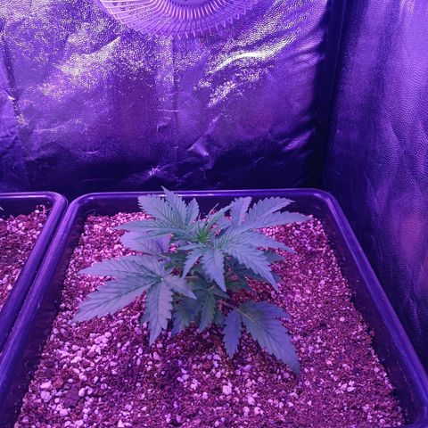 Auto Wembley #2 growlog timeline photo