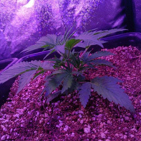 Auto Wembley #2 growlog timeline photo