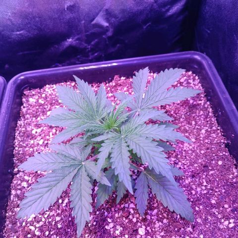 Auto Wembley #2 growlog timeline photo