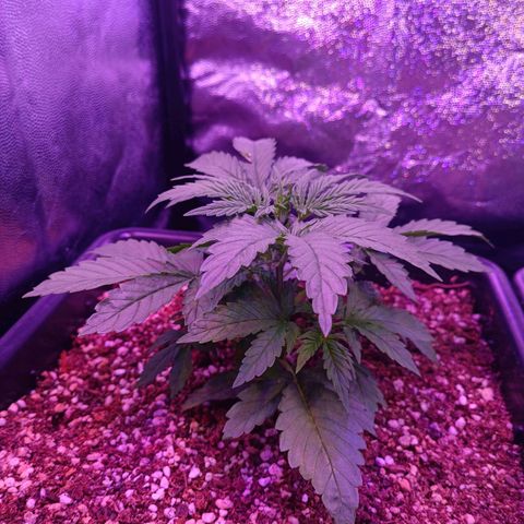 Auto Wembley #1 growlog timeline photo