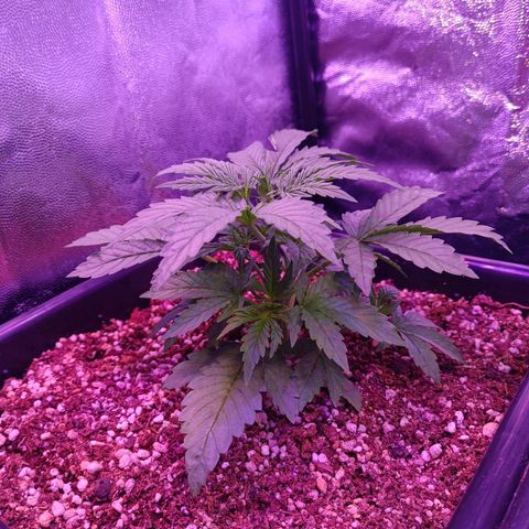 Auto Wembley #1 growlog timeline photo