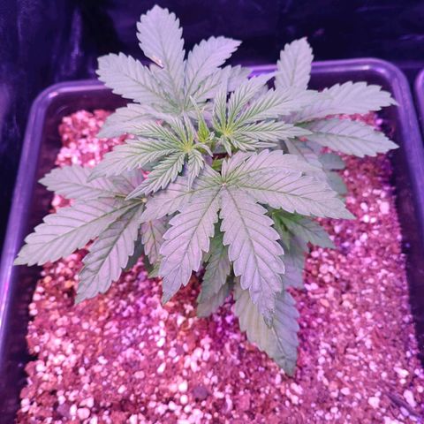 Auto Wembley #1 growlog timeline photo