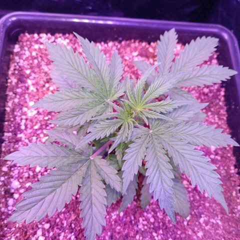 Auto Wembley #2 growlog timeline photo