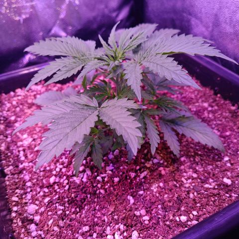 Auto Wembley #2 growlog timeline photo