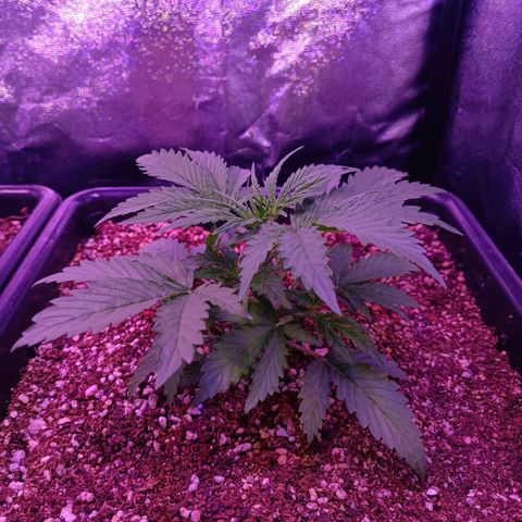 Auto Wembley #2 growlog timeline photo