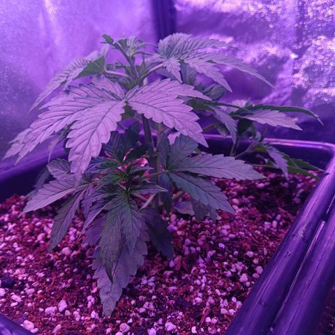 Auto Wembley #1 growlog timeline photo