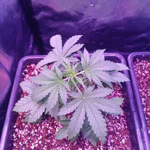 Auto Wembley #1 growlog timeline photo
