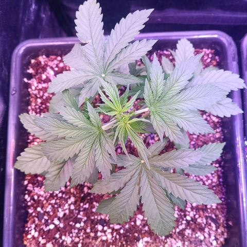 Auto Wembley #1 growlog timeline photo