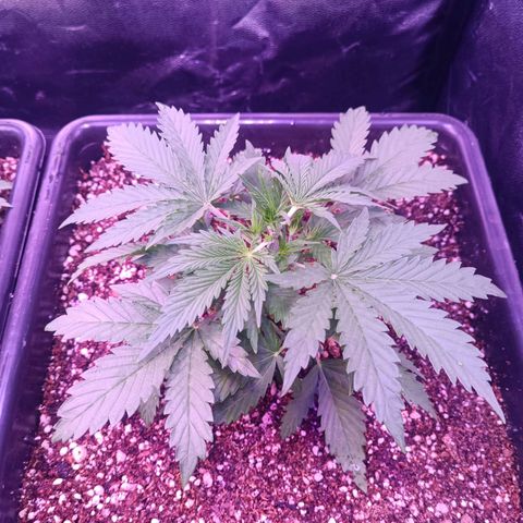 Auto Wembley #2 growlog timeline photo