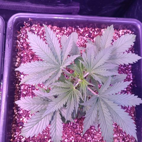 Auto Wembley #2 growlog timeline photo