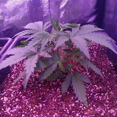 Auto Wembley #2 growlog timeline photo