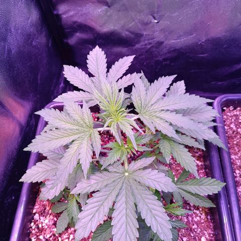 Auto Wembley #1 growlog timeline photo