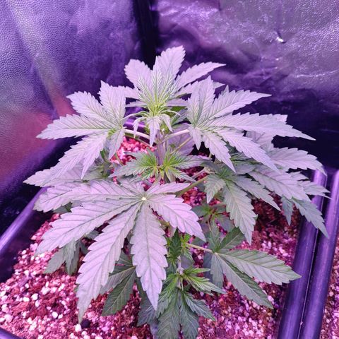 Auto Wembley #1 growlog timeline photo