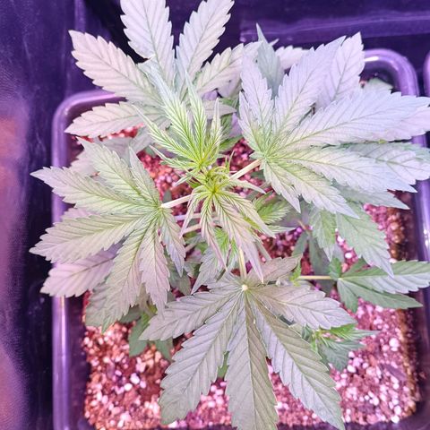 Auto Wembley #1 growlog timeline photo