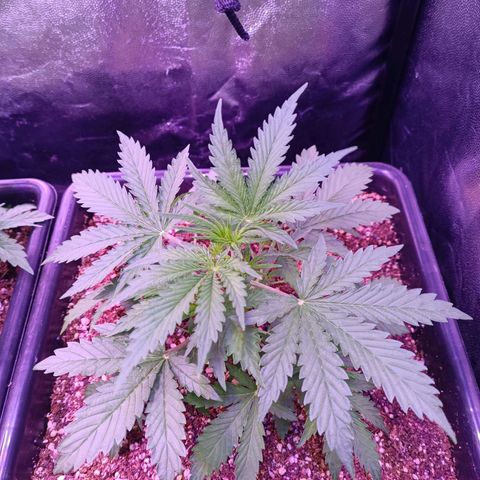 Auto Wembley #2 growlog timeline photo