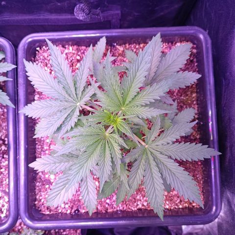 Auto Wembley #2 growlog timeline photo