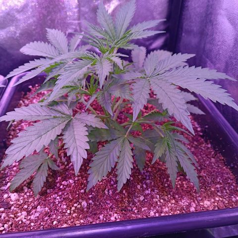 Auto Wembley #2 growlog timeline photo