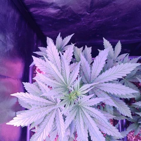 Auto Wembley #1 growlog timeline photo