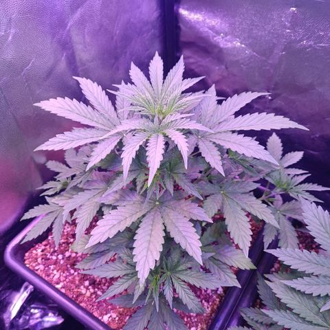 Auto Wembley #1 growlog timeline photo