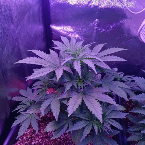 Auto Wembley #1 growlog timeline photo