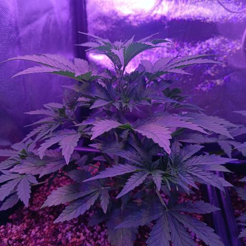 Auto Wembley #1 growlog timeline photo