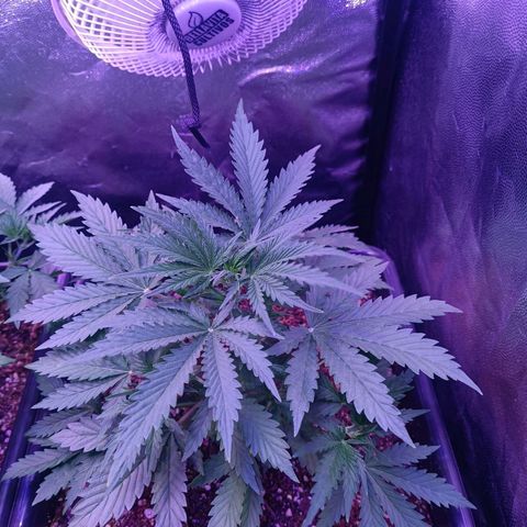 Auto Wembley #2 growlog timeline photo