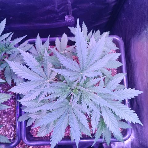Auto Wembley #2 growlog timeline photo