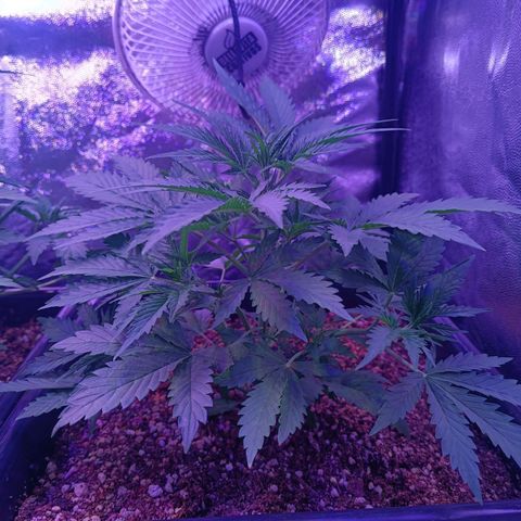 Auto Wembley #2 growlog timeline photo
