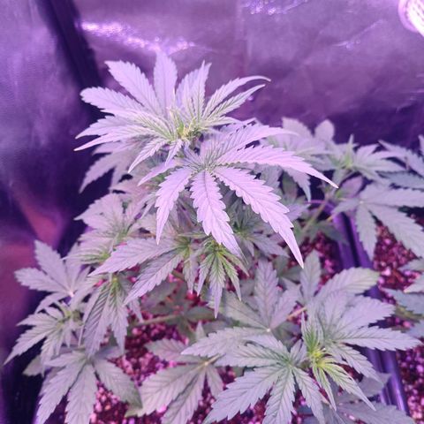 Auto Wembley #1 growlog timeline photo