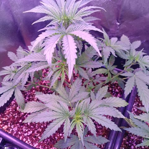 Auto Wembley #1 growlog timeline photo