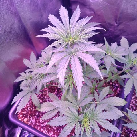 Auto Wembley #1 growlog timeline photo