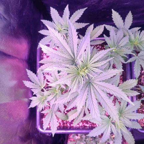 Auto Wembley #1 growlog timeline photo