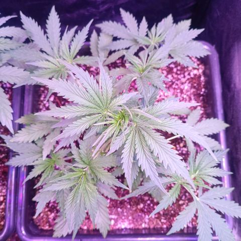 Auto Wembley #2 growlog timeline photo