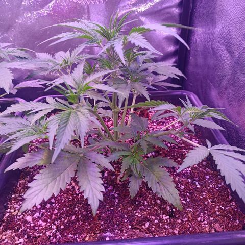 Auto Wembley #2 growlog timeline photo