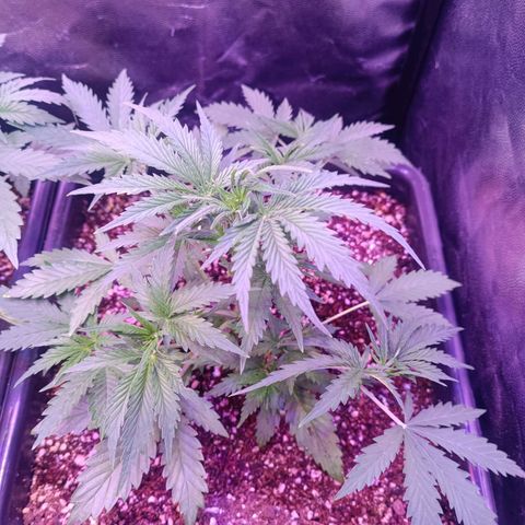 Auto Wembley #2 growlog timeline photo