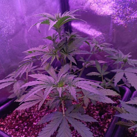 Auto Wembley #1 growlog timeline photo
