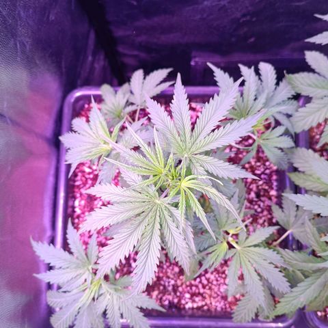 Auto Wembley #2 growlog timeline photo