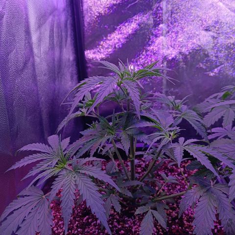 Auto Wembley #2 growlog timeline photo