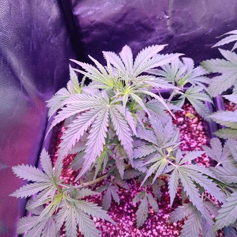 Auto Wembley #2 growlog timeline photo