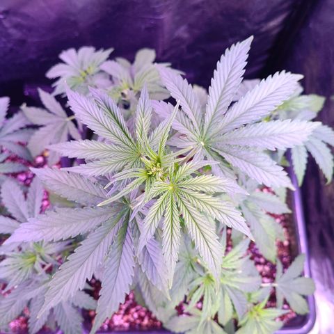 Auto Wembley #1 growlog timeline photo
