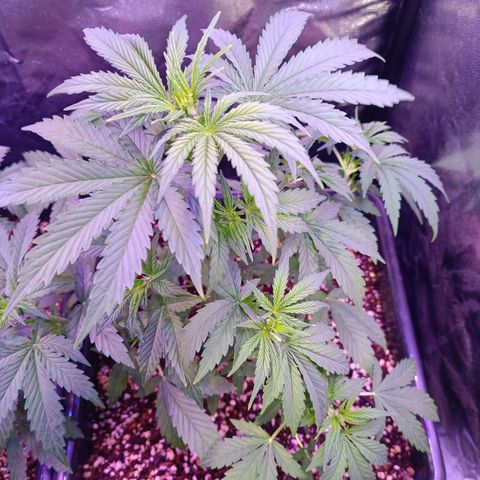 Auto Wembley #1 growlog timeline photo