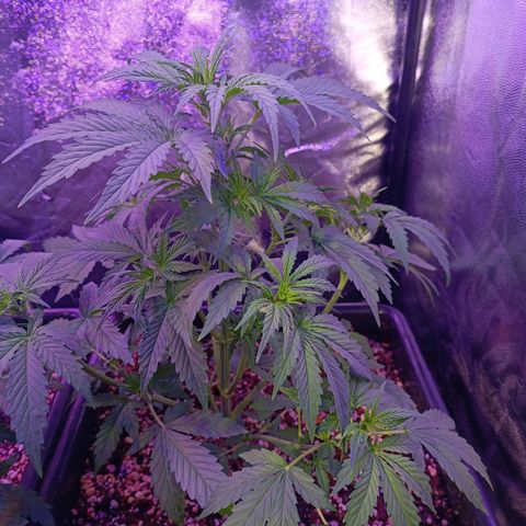 Auto Wembley #1 growlog timeline photo