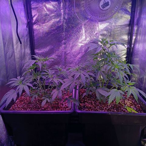 Auto Wembley #1 growlog timeline photo